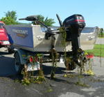 Aquatic weeds hanging on a boat trailer and motors
