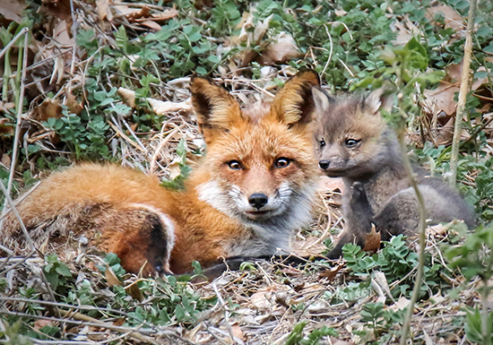 A fox with a pup.