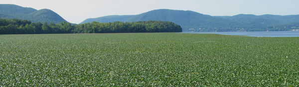 water chestnut bed at Beacon - courtesy Steve Stanne