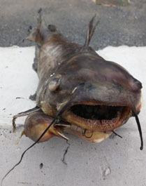 dead catfish and eel