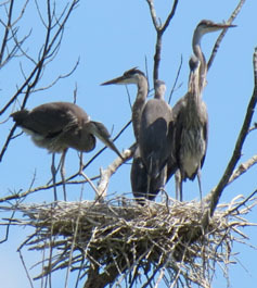 young great blue herons in nest
