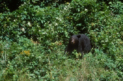 black bear