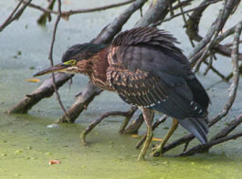 green heron