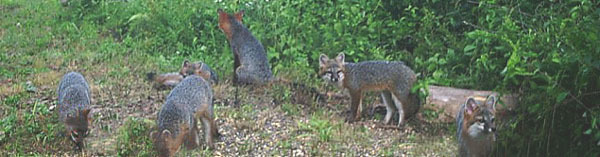 family of gray foxes - courtesy of Barbara Heinzen