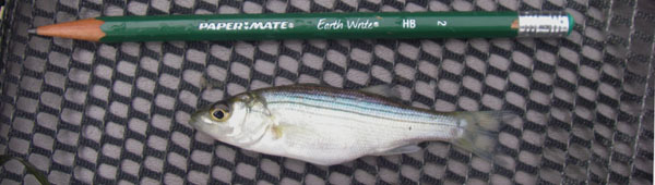 YOY striped bass - courtesy Steve Stanne