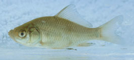 YOY goldfish