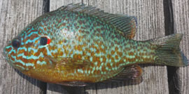 pumpkinseed