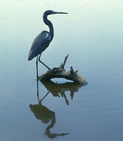 A heron standing in water