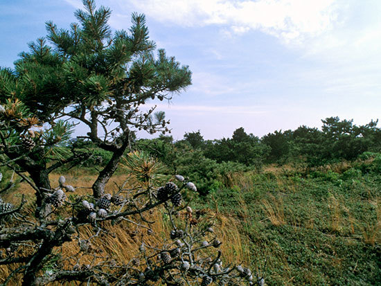 A view from the Albany Pine Barrens.