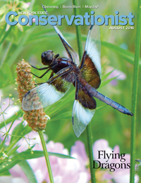 Cover of the August 2016 Conservationist
