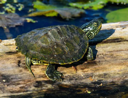 map turtle