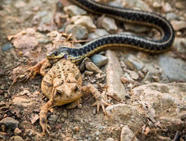 garter snake eating toad