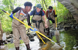 electro-fishing for American eels