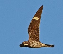 common nighthawk
