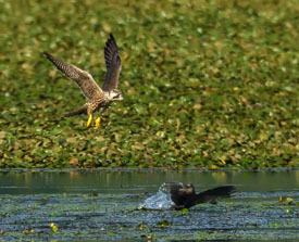 immature peregrine falcon attacking green heron