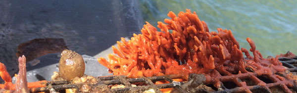 red beard sponge - photo courtesy of Jackie Wu