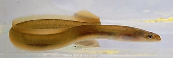 Adult American eel