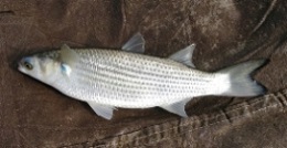 striped mullet