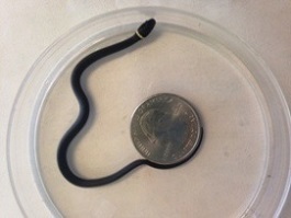 Ringneck snake