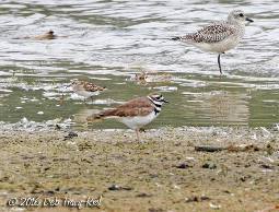black-bellied plover