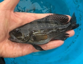 black sea bass