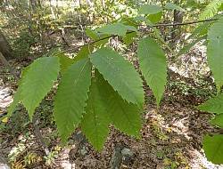 American chestnut leaves
