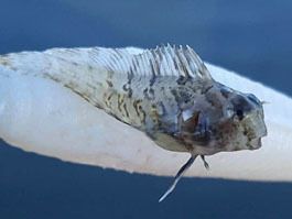 feather blenny