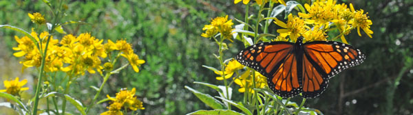 monarch butterfly - photo by Brett Billings courtesy US Fish & Wildlife Service