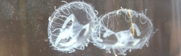 freshwater jellyfish - photo courtesy of Chris Bowser