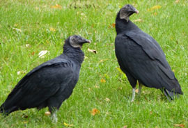 black vultures