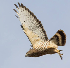 broad-winged hawk