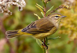 palm warbler