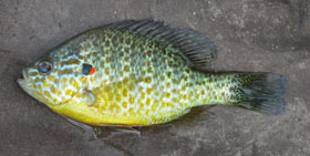 pumpkinseed sunfish