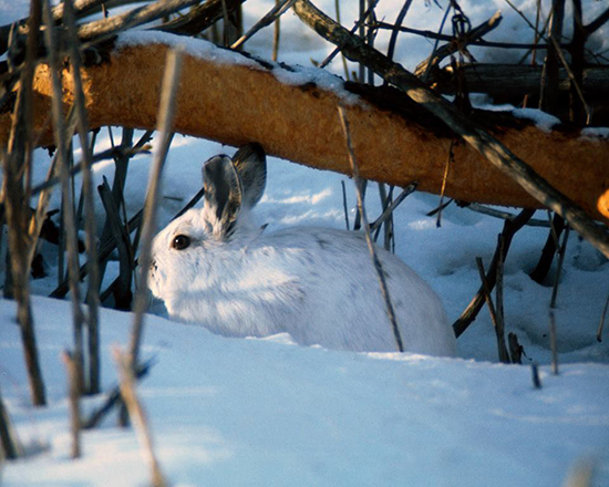 A snowshoe hare in snow