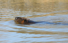 A beaver swimming