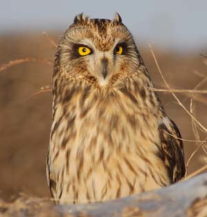 Male Short Eared Owl