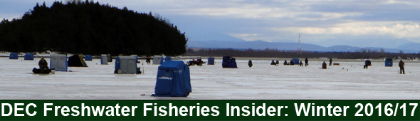 DEC Freshwater Fisheries Insider banner