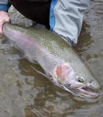 Steelhead
