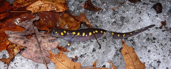 spotted salamander