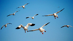A group of geese flying in the air.