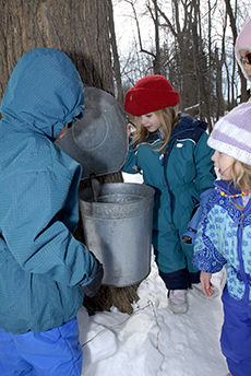 Children checking a syrup bucket on a tree.