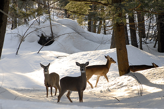 A group of deer in snow