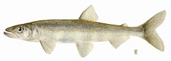 photo of smelt