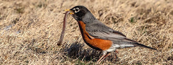 American robin with worm - photo courtesy of Deb Quick
