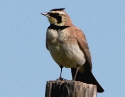 horned lark