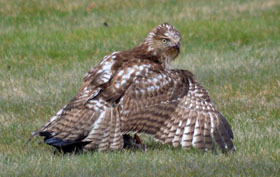 immature red-tailed hawk on common crow