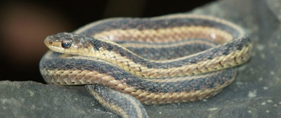 garter snake - photo courtesy of Bob Ottens