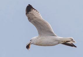 ring-billed gull with hogchoker