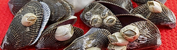 bay barnacles attached to hooked mussels - courtesy of Tom Lake