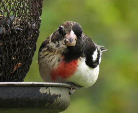 gynandromorphous rose-breasted grosbeak